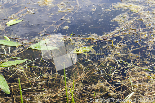 Image of head of the frog,