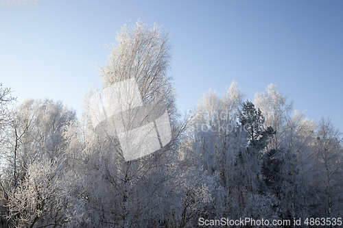 Image of Winter frost birch