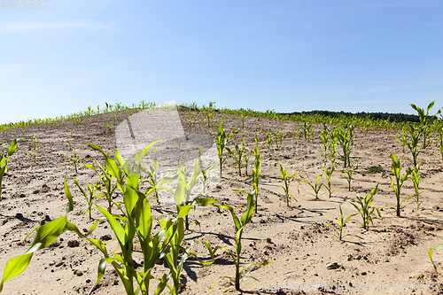 Image of green agricultural field corn