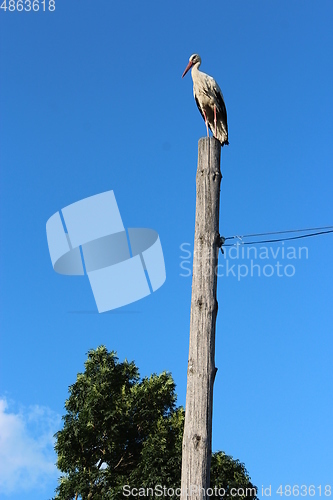 Image of stork standing on the rural telegraph-pole