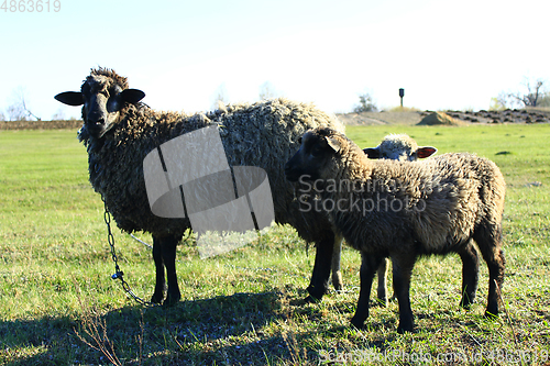 Image of sheep grazing on the grass