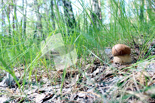 Image of Beautiful and small cep in the grass