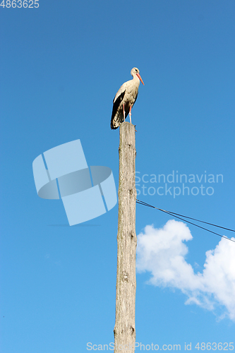 Image of stork standing on the rural telegraph-pole
