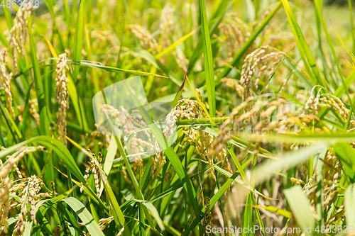 Image of Paddy rice