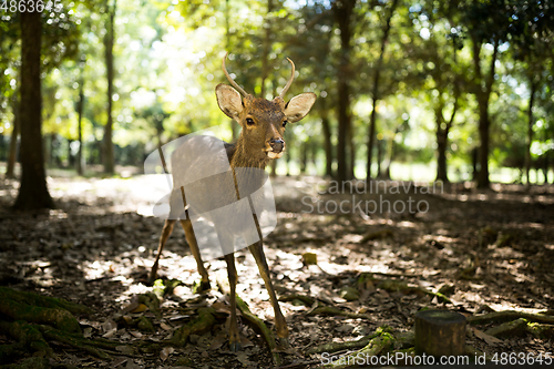 Image of Deer in nara park