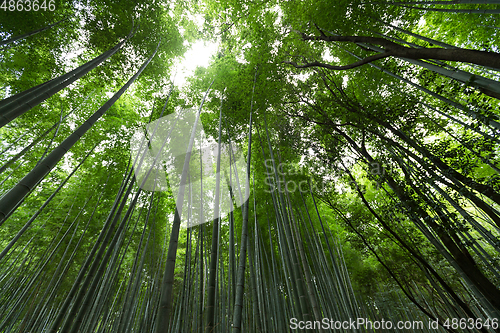 Image of High Bamboo forest