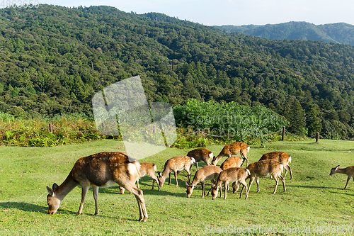Image of Group Deer eating grass on mountian