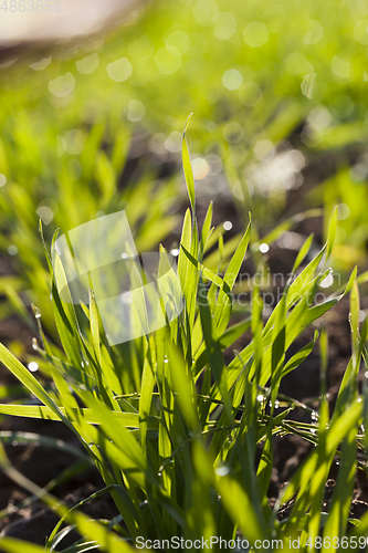 Image of Green young oat