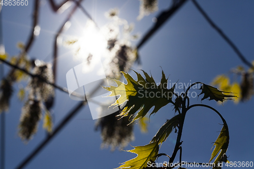 Image of branches of oak