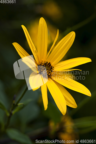 Image of yellow flower