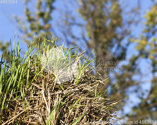 Image of Green wheat