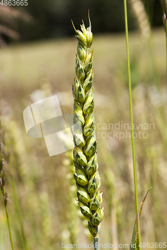 Image of ears of wheat