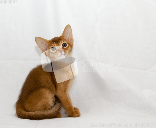 Image of kitten Abyssinian