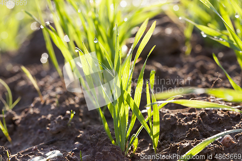 Image of grain stems a