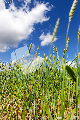 Image of wheat field.