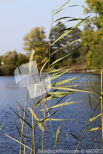 Image of long stems of grass