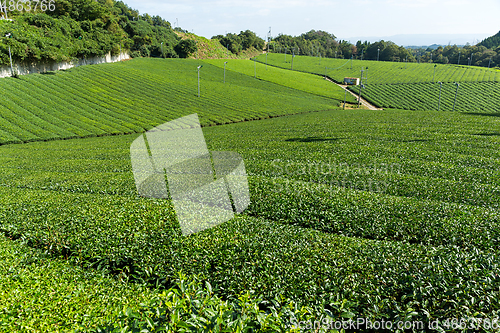 Image of Green Tea farm