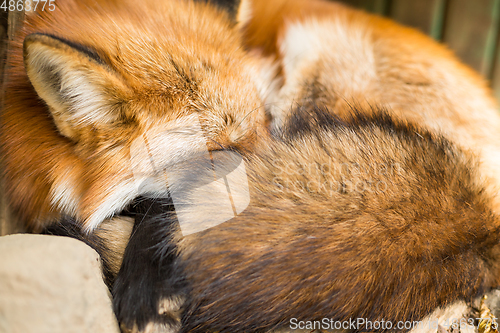 Image of Wild fox sleeping