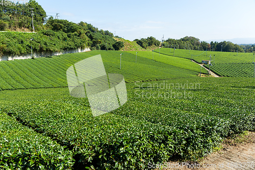 Image of Green Tea field