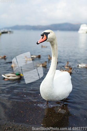 Image of Swan and duck
