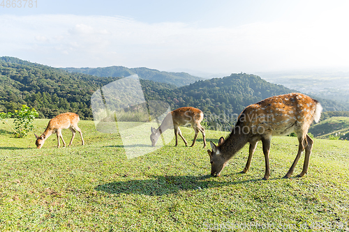 Image of Deer having grass