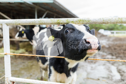 Image of Milk Cow in the farm