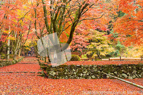 Image of Japanese garden with maple tree