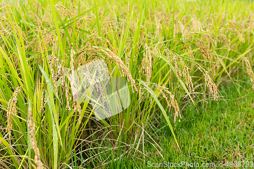 Image of Paddy Rice farm