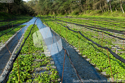 Image of Wasabi plant in field