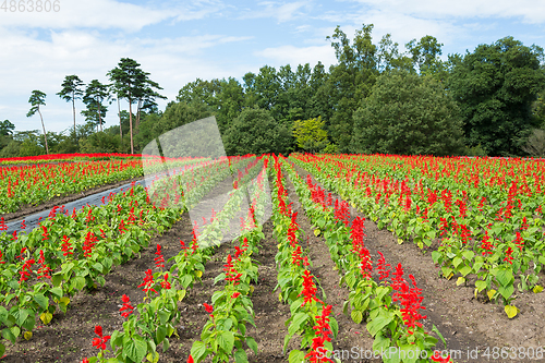 Image of Salvia field