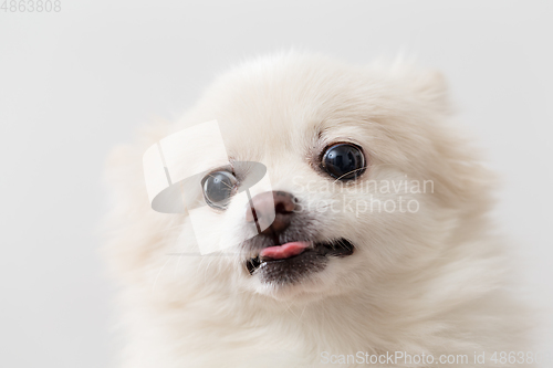 Image of Cute White Pomeranian