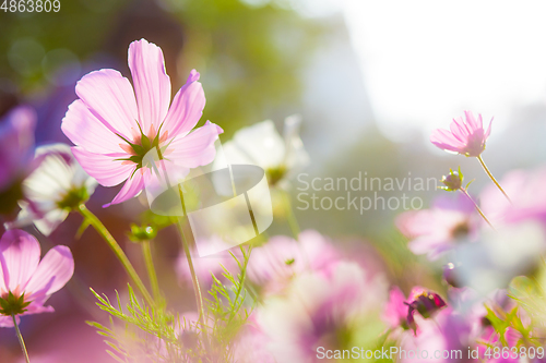 Image of Cosmos flower field with sunshine