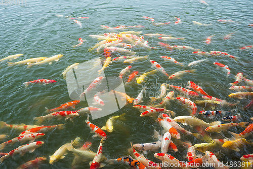 Image of Koi fish in pond