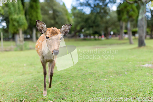 Image of Deer in Nara park