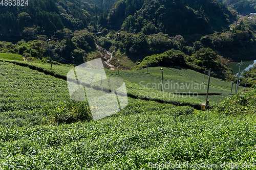 Image of Beautiful fresh green tea plantation