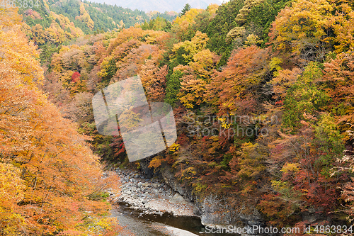 Image of Forest in autumn