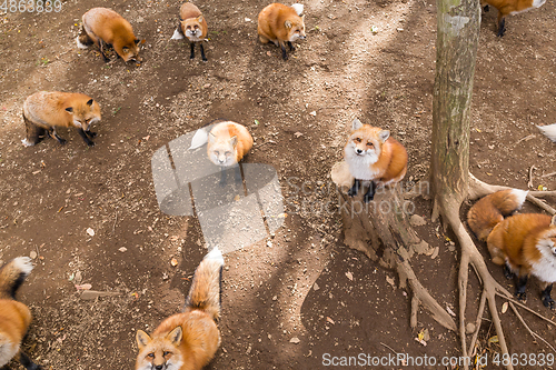 Image of Fox looking for food