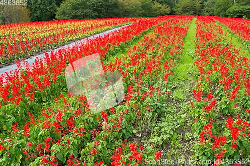 Image of Salvia field in red