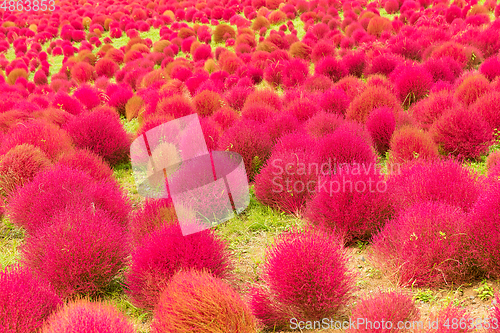 Image of Kochia flowers garden