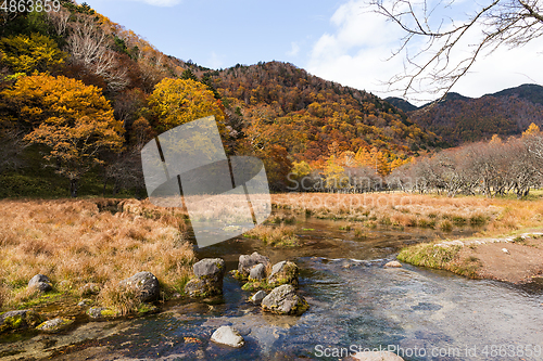 Image of Marsh in nikko of Japan