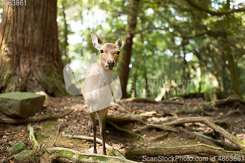 Image of Wildness deer