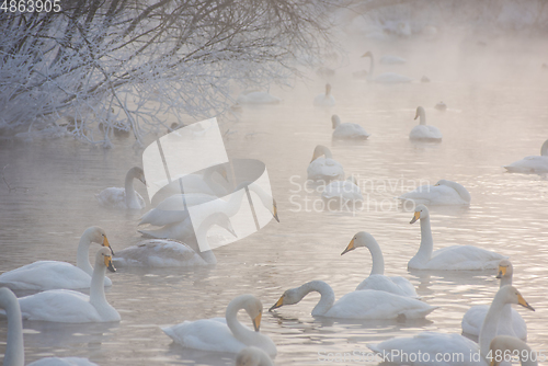 Image of Beautiful white whooping swans