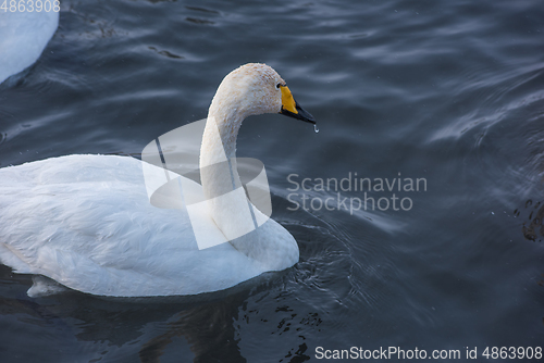 Image of Beautiful white whooping swans