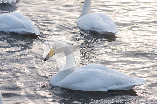 Image of Beautiful white whooping swans