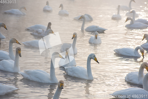 Image of Beautiful white whooping swans