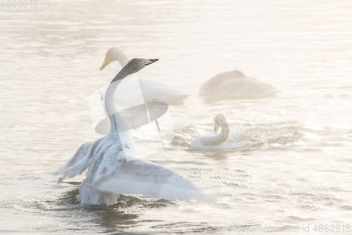 Image of Beautiful white whooping swans