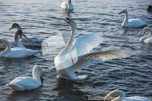 Image of Fighting white whooping swans
