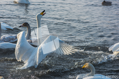 Image of Fighting white whooping swans