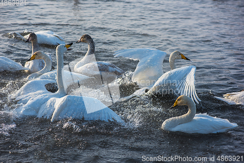 Image of Fighting white whooping swans