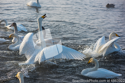 Image of Fighting white whooping swans